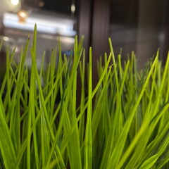 green grass in the garden