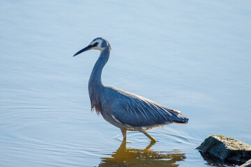 White-faced Heron in New Zealand