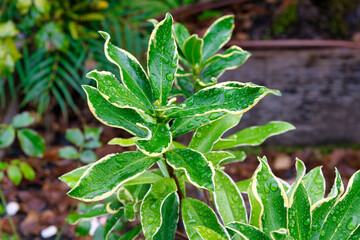 2020-10-17 BRIGHT GREEN WINTER DAPHNE WITH WATER DROPLETS ON THE LEAVES