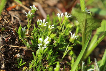 Minuartia biflora, also called the mountain sandwort