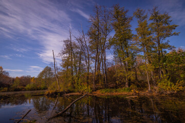 Obraz premium forest autumn swamp with snags. Russian Federation