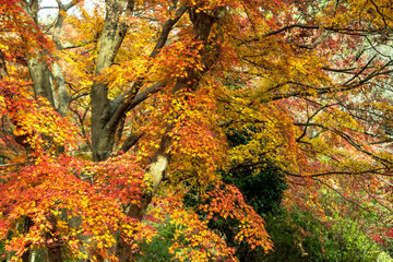 紅葉したモミジ／嵐山渓谷（埼玉県比企郡嵐山町）