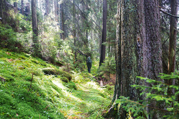 Fototapeta premium Hike in the forest