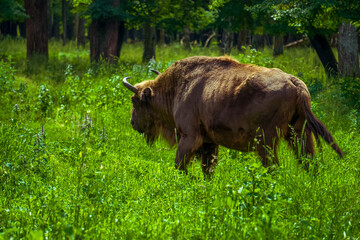 European bison (Bison bonasus), also known as the wisent, the zubr , or the European wood bison at the Prioksko-Terrasny Nature Reserve in Russia. Animals and nature.