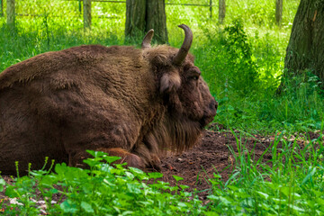 European bison (Bison bonasus), also known as the wisent, the zubr , or the European wood bison at...