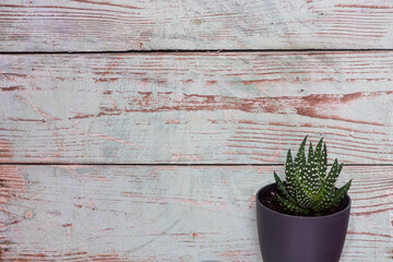 Haworthia succulent plant against distressed wooden background.