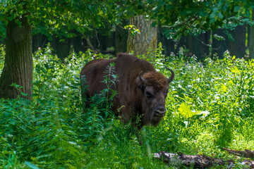 European bison (Bison bonasus), also known as the wisent, the zubr , or the European wood bison at...