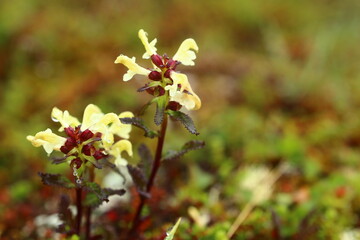 Pedicularis lapponica, the lapland lousewort, with flowers