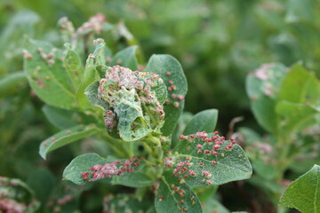 Salix glauca, the grayleaf willow, covered with plant galls