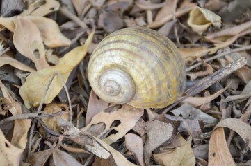 Channeled applesnail on the ground - Pomacea canaliculata
