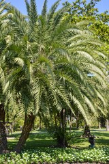 palm tree in nature garden