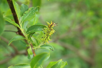 Catkin of Salix myrsinifolia, the myrsine-leaved willow