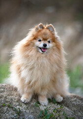 pomeranian in nature