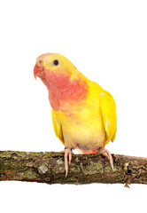 Princess parrot in studio