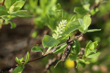 Catkin of Salix glauca, the grayleaf willow