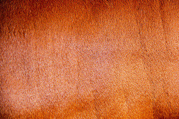 Brown natural cow fur texture. Texture red and brown cow fur background and wallpaper