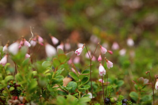 Linnaea borealis, the Twin flower, with many blossoms
