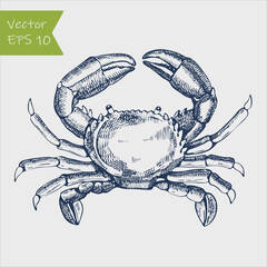 Vector vintage crab drawing. Hand drawn monochrome seafood illustration.