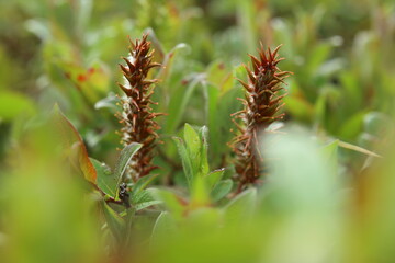 Catkins of Salix hastata, the halberd willow