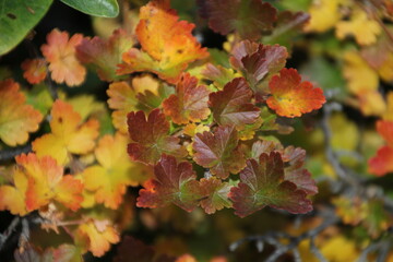 Leafs In Autumn, Jasper National Park, Alberta