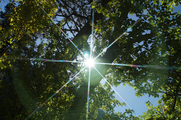 A bright starburst through framed by a tree, with green and yellow leaves