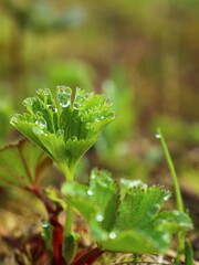 Fototapeta na wymiar Close up of Alchemilla species with dew