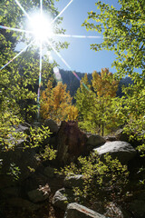 Sun beam through the bright green leaves and golden fall colors on a sunny autumn day