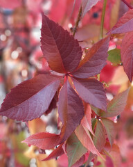 red maple leaves