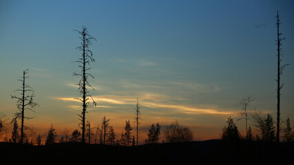 Polar stratospheric clouds over tree silhouettes in Sweden