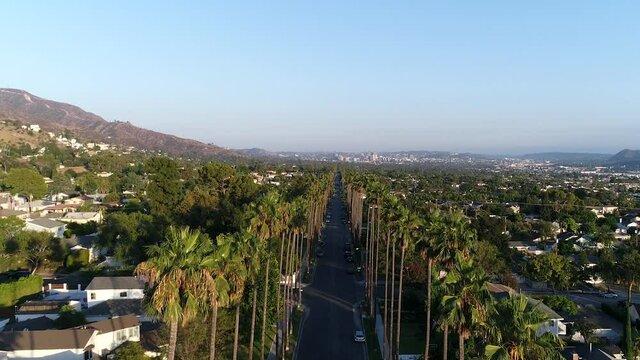 Fast drone shot over tall palm trees in California