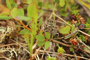 Nordic mountain grasshoppers (Melanoplus frigidus) in the act of mating