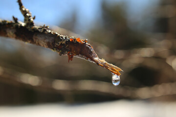 Drop of birch sap hanging from a cut twig