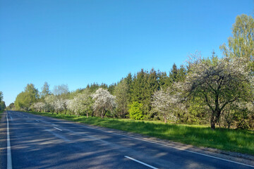 Nice view of a country road in spring on a clear day.