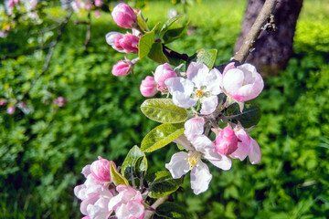 Fototapeta na wymiar View of the blooming apple tree in the spring in the garden.
