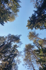 Fototapeta premium The tops of tall trees against the blue sky.
