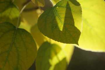 Close-up view of vibrant yellow and green aspen leaves, with sunlight, shadows and selective focus