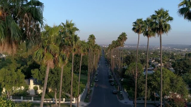 Beautiful drone shot of tall palm trees in Los Angeles neighborhood