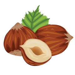 Vector stock illustration set of realistic colored hazelnut and hazelnut leaf isolated on white background for web design. Hand-drawn illustration about veganism and proper nutrition.