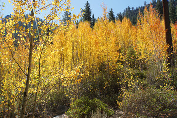retty autumn scene with a grove of golden aspen trees, glowing in the sunlight