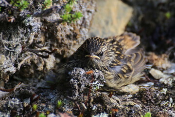 A young bluethroat cowering on the ground