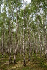 Fototapeta na wymiar Birch trees in a forest near Ede in The Netherlands.