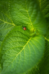 Ladybug between leafs