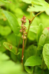 Pyrola minor, the common wintergreen, with fruits