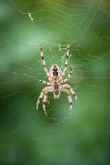 Spider sitting in a web waiting for prey