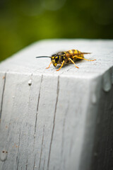 Wasp resting on fence