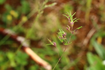 Young shoots of Poa bulbosa, bulbous meadow-grass, growing from the spike
