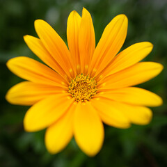 Close up of a yellow flower on green background