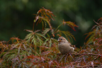 Female house sparrow sitting in a decorative maple tree