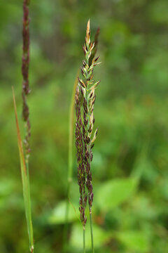 Spikes Of Deschampsia Cespitosa, The Tufted Hairgrass