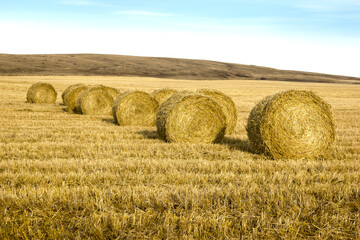 hay bales in the field